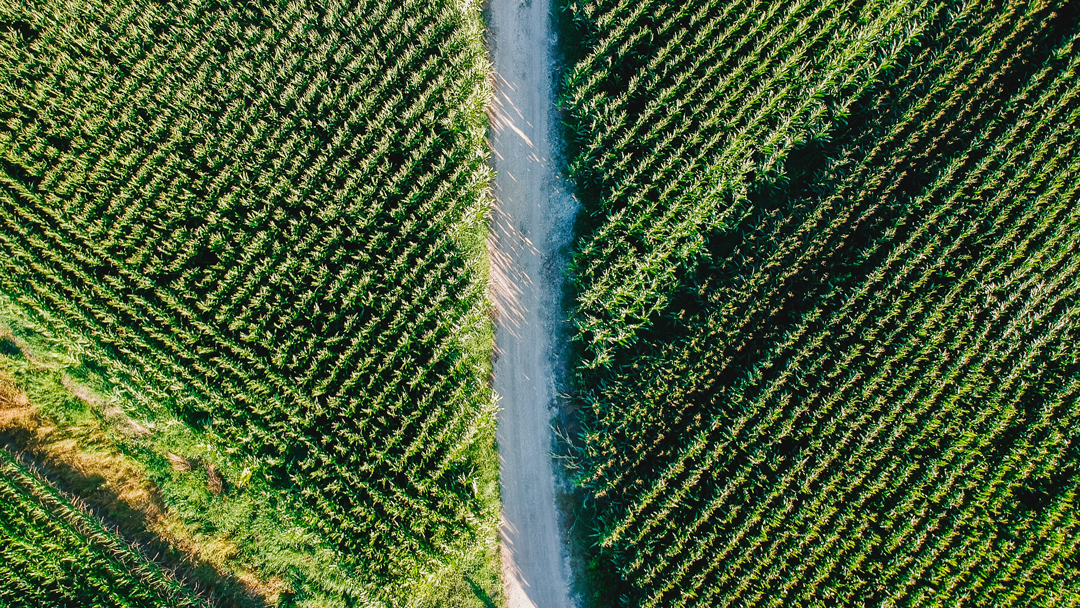 Road next to two corn fields