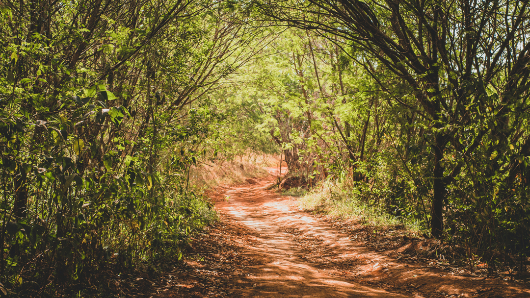 Dirt trail under trees