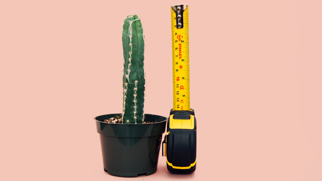 Cactus next to a measuring tape