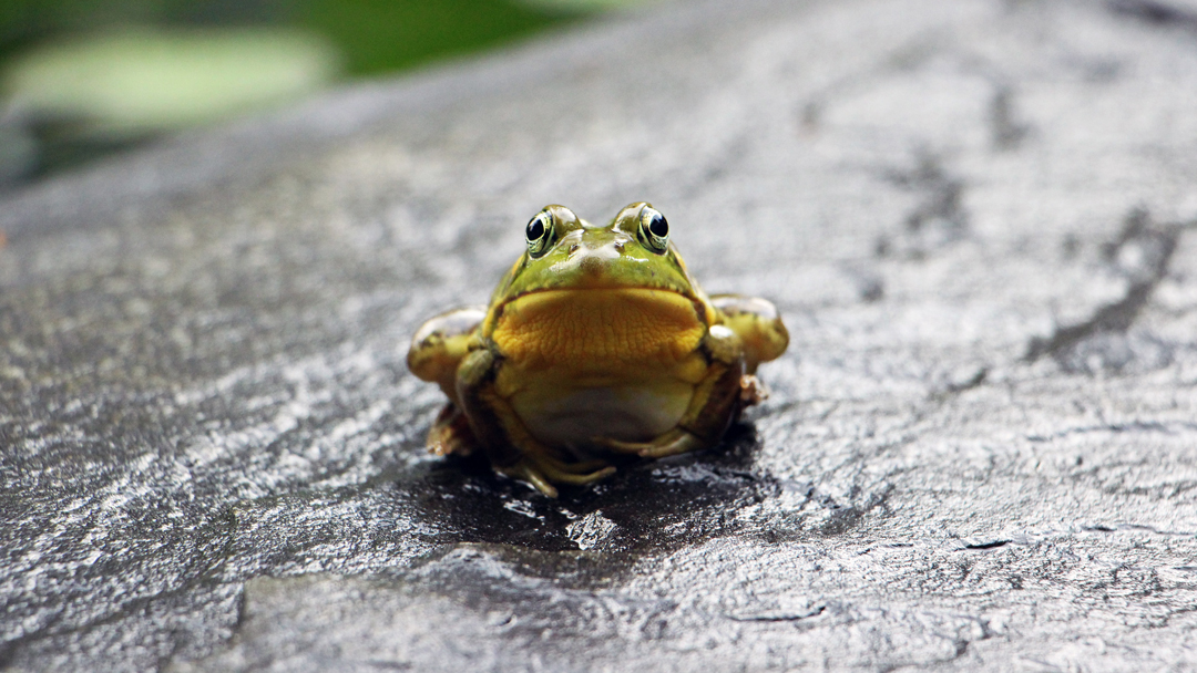 Frog sitting on wet rock