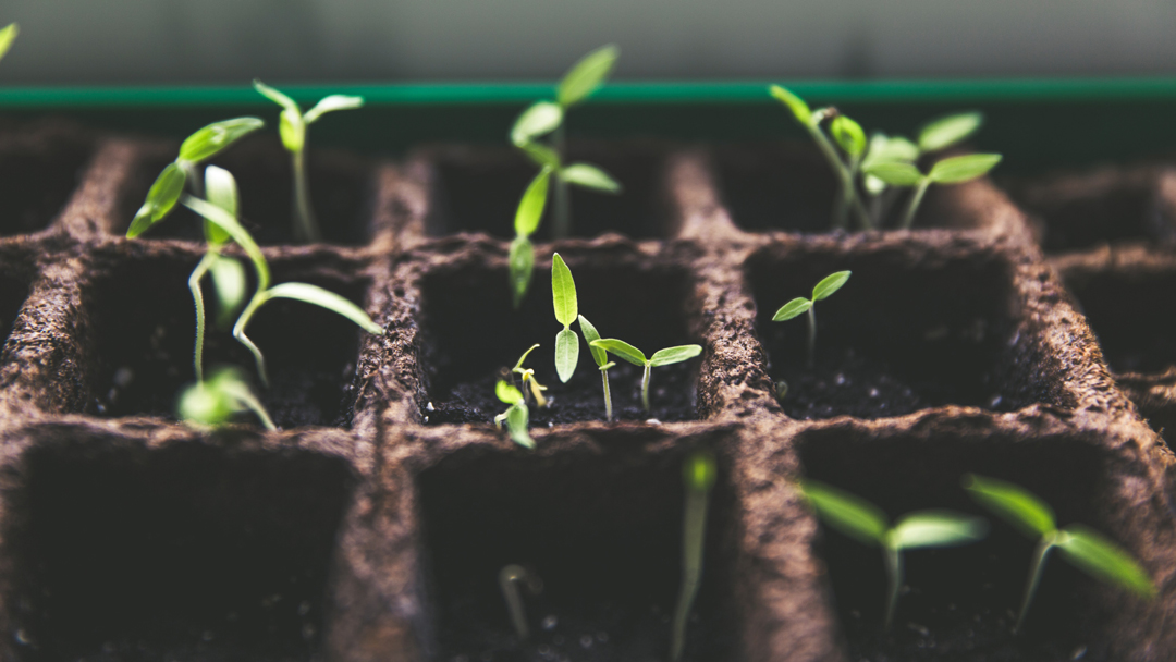 Sprouts growing