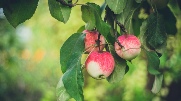 apple tree