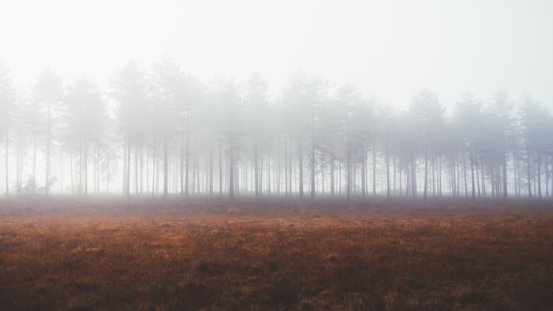 Foggy trees