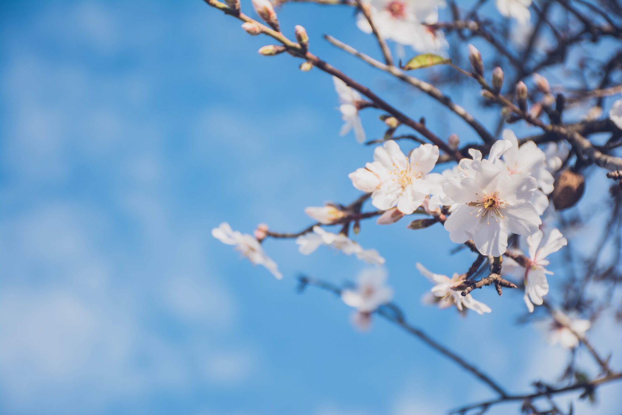 White blossoms