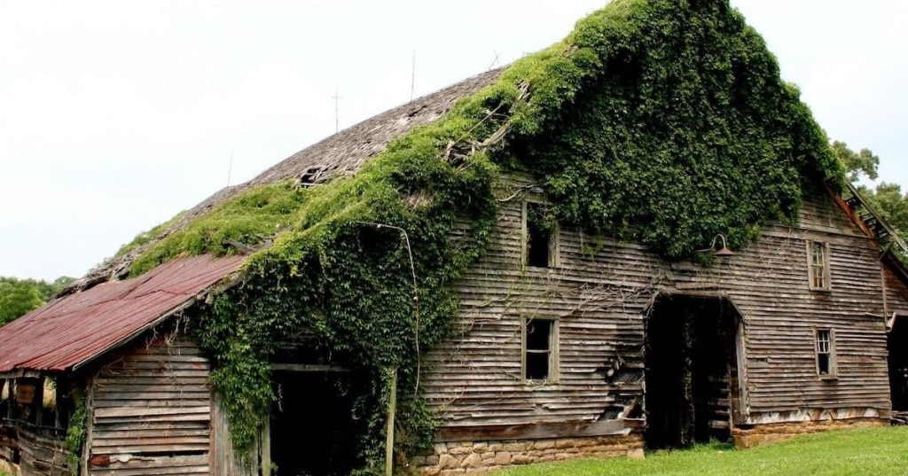 Old building with vines growing from the roof