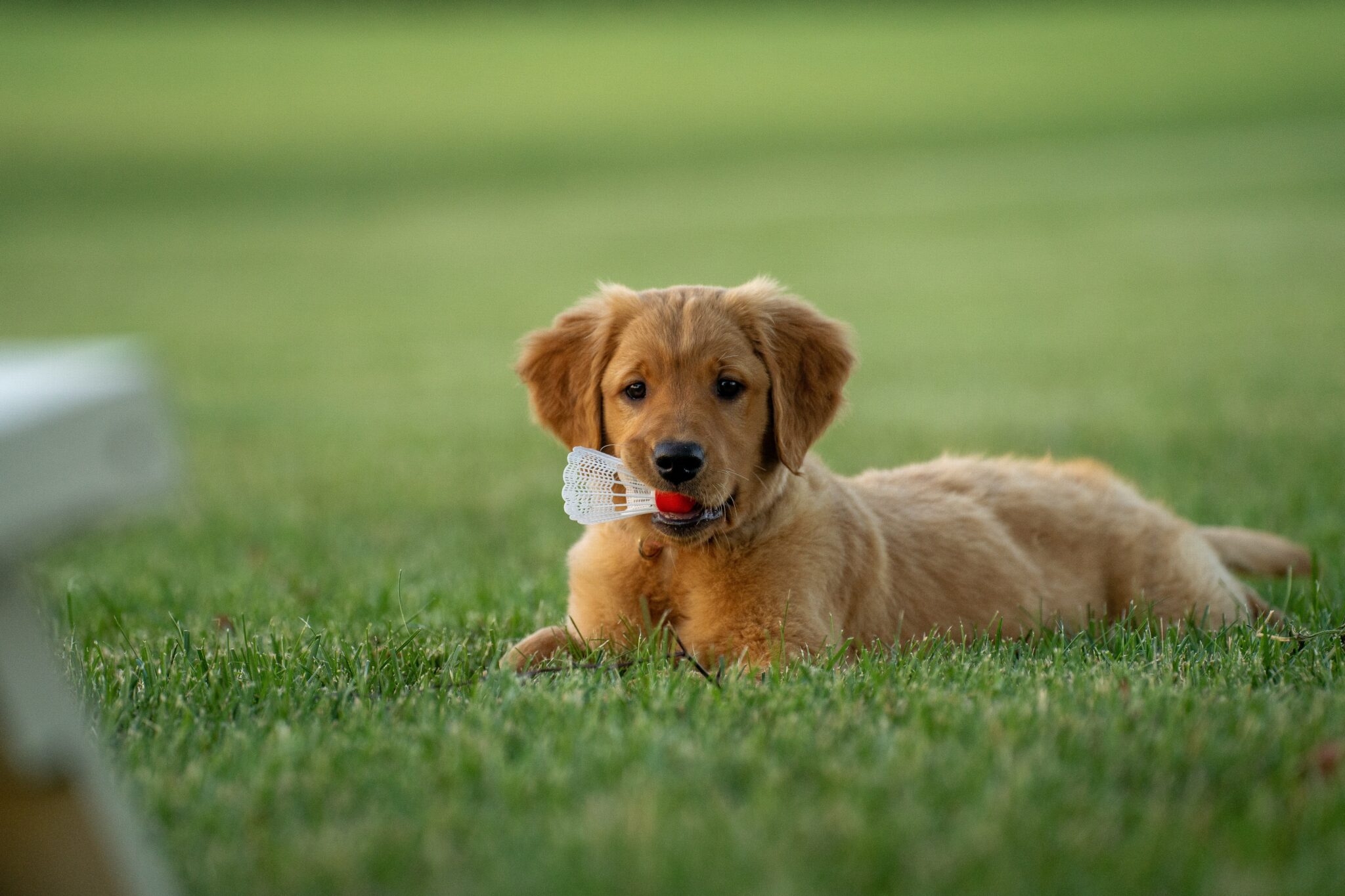 Puppy holding a badminton birdie in its mouth