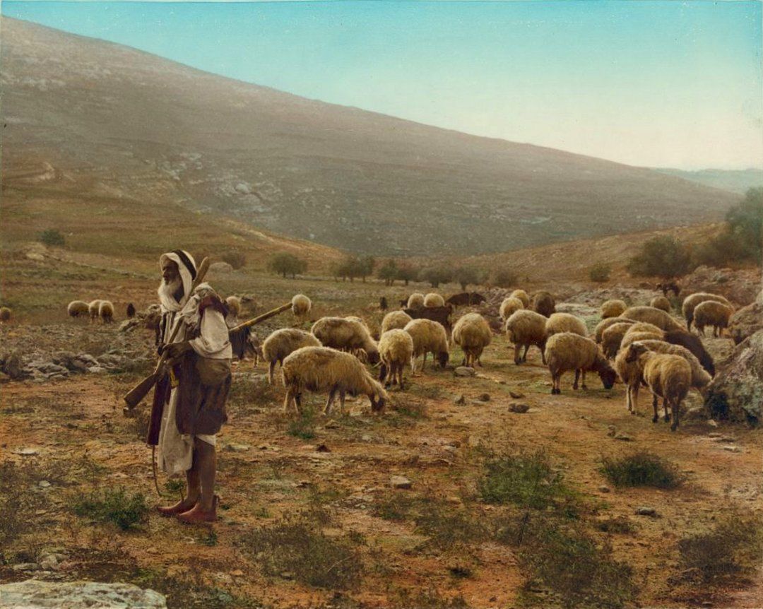 Shepard herding sheep