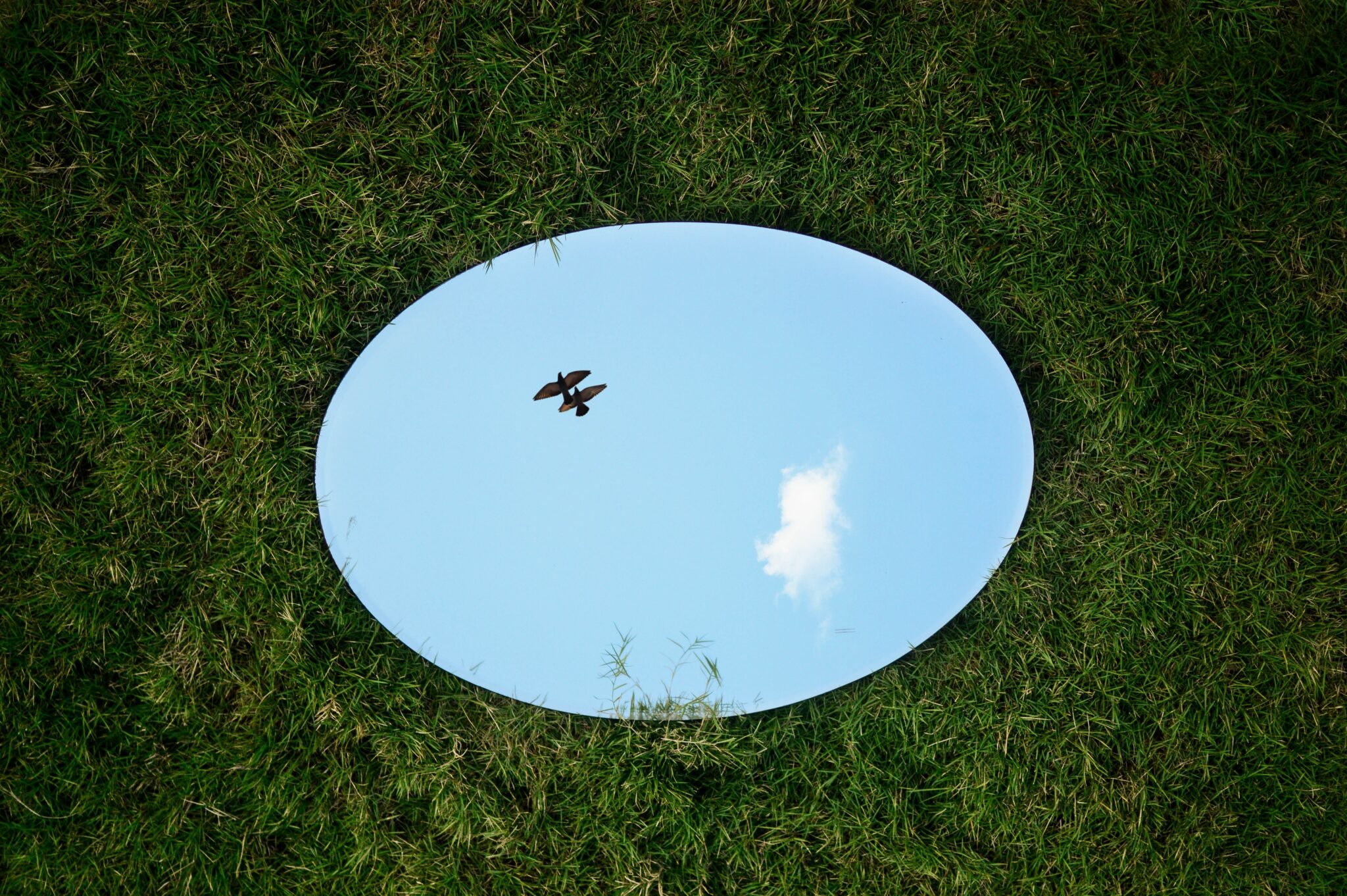Mirror on the grass reflecting birds flying in the sky