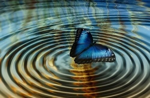 Blue Butterfly on the water