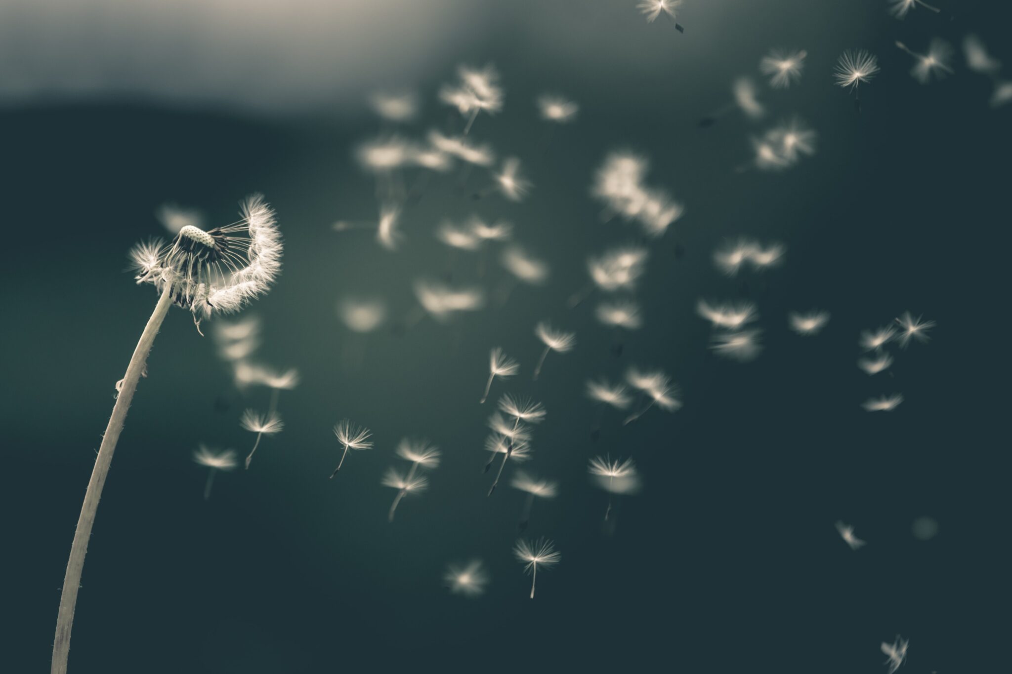 Dandelions blowing seeds in the wind