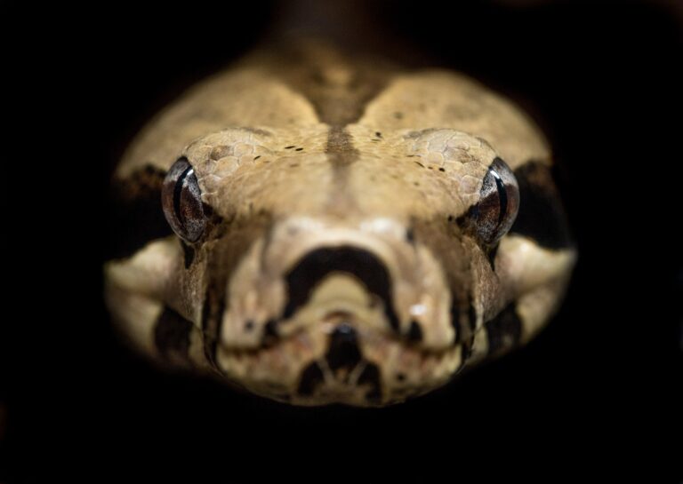 Close up of snake