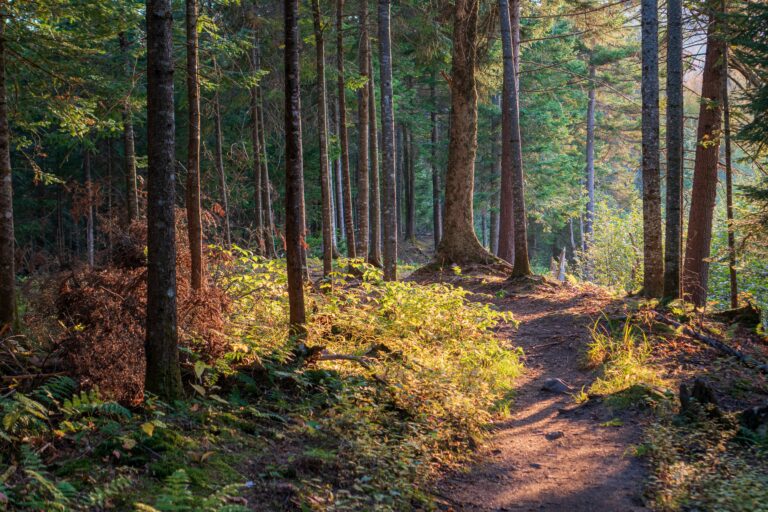 Sunny dirt Trail in the woods