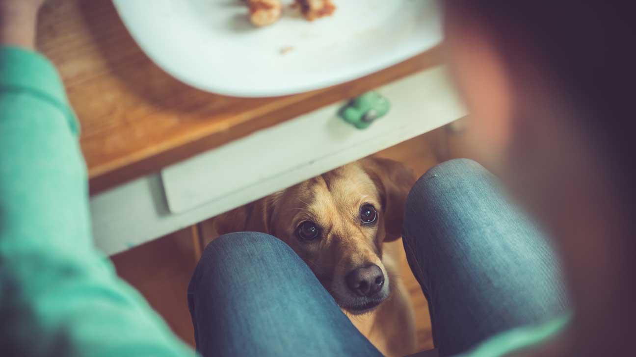 Dog begging for food while person eats at the table