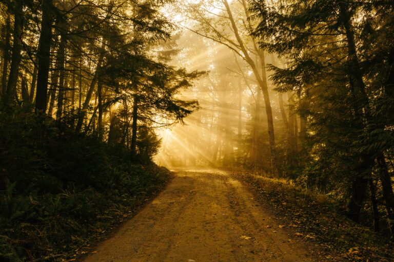 Sunny dirt trail in the woods