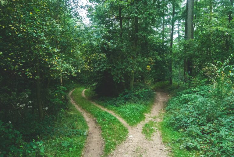 Two trails splitting around a group of trees