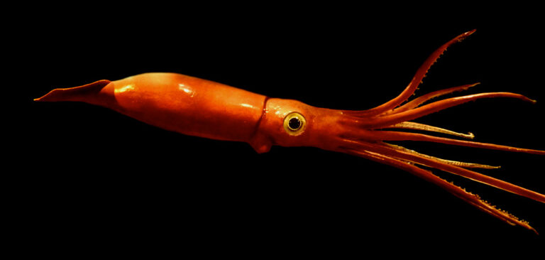 Orange squid