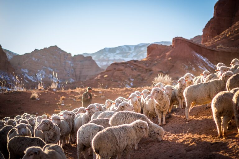 A Shepard herding sheep through the mountains
